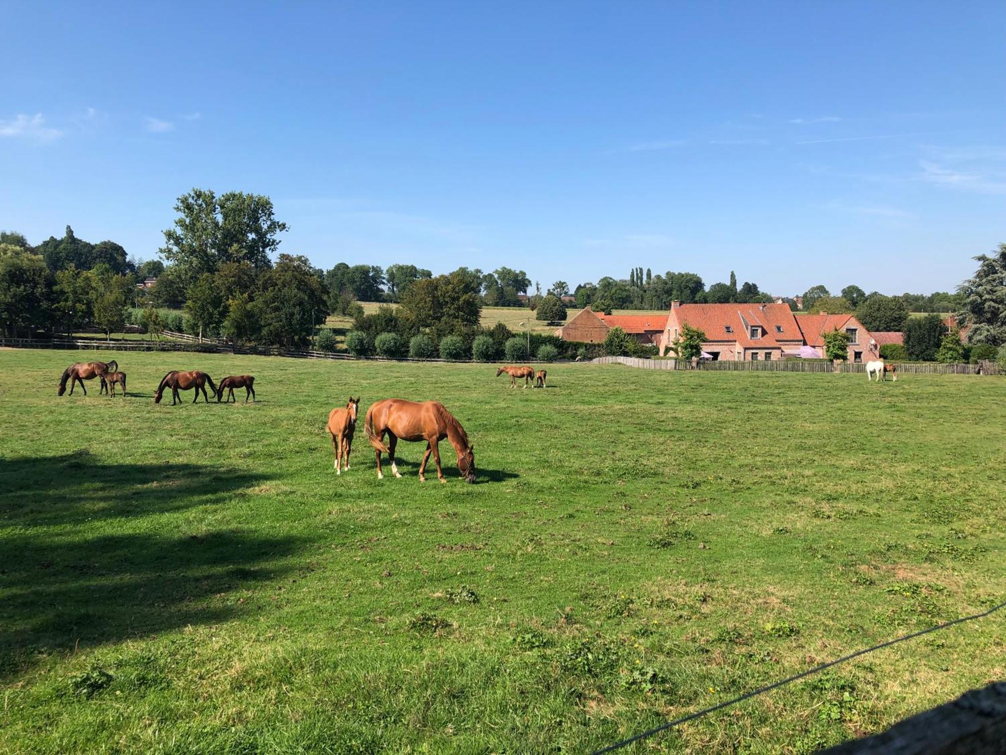 Au Coeur Des Collines, Gloriette Villa Ellezelles Kültér fotó