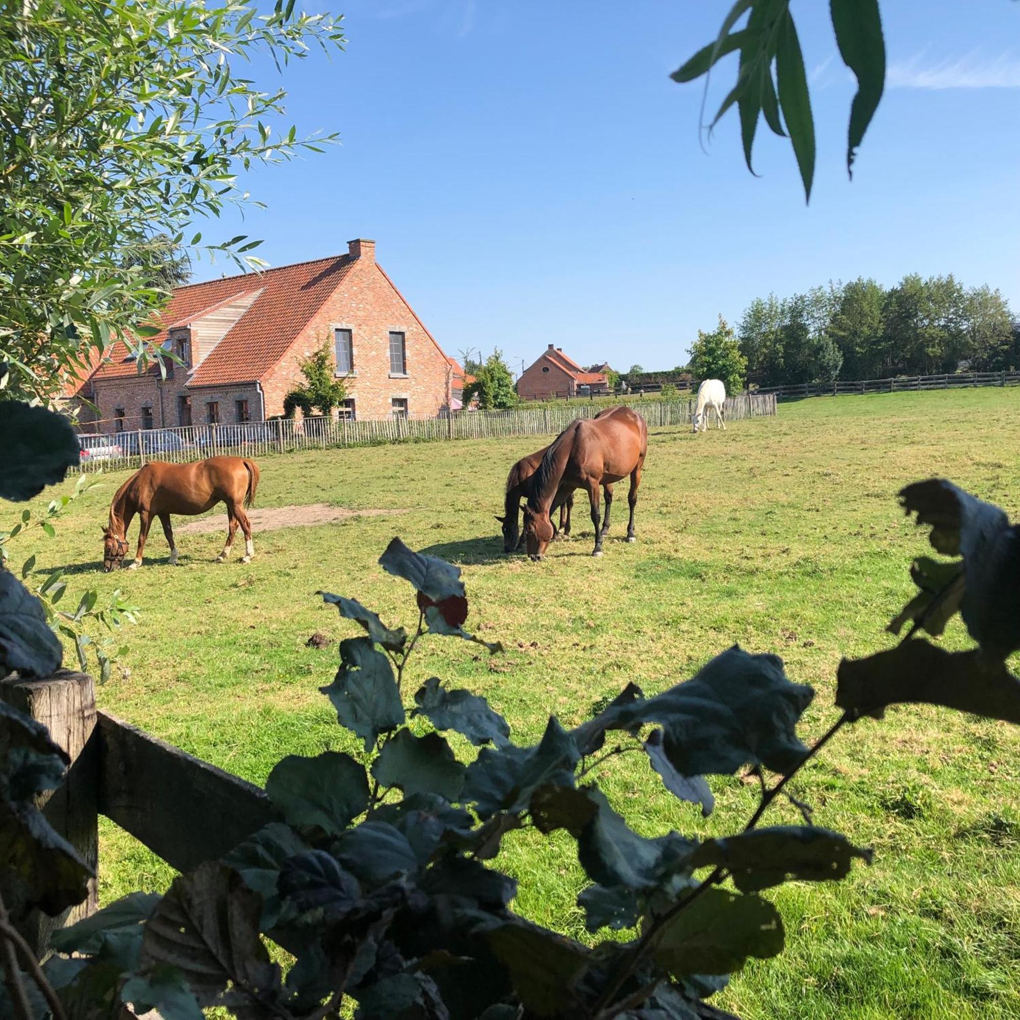 Au Coeur Des Collines, Gloriette Villa Ellezelles Kültér fotó